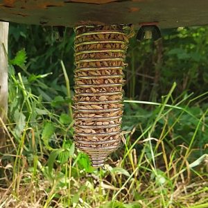 Feeding Coil with Grains