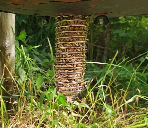 Feeding Coil with Grains