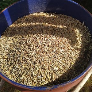 Grains inside feeding bucket