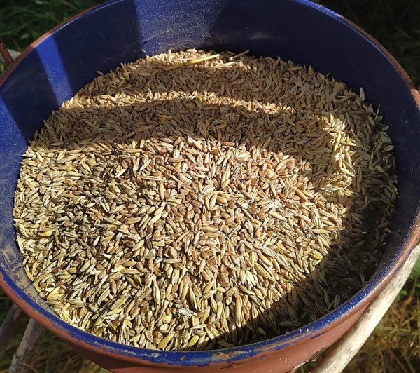 Grains inside feeding bucket